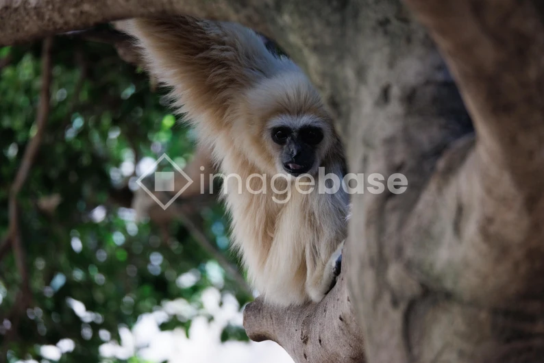 Gibbon in Natural Habitat