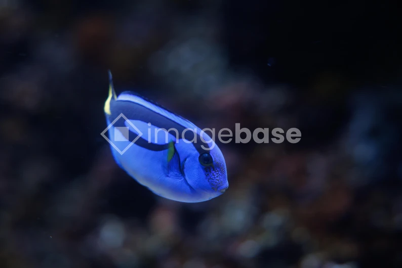 Vibrant Blue Fish