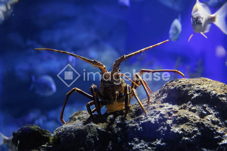 Aquatic Life in Deep Blue