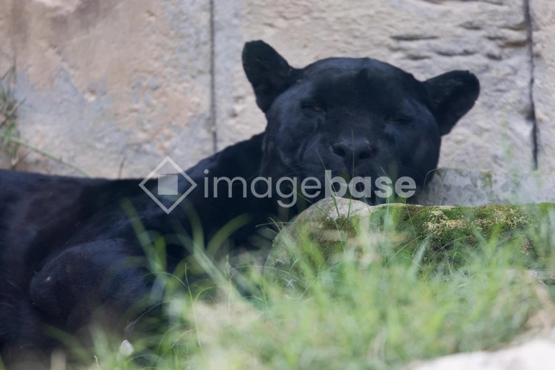 Resting Black Panther