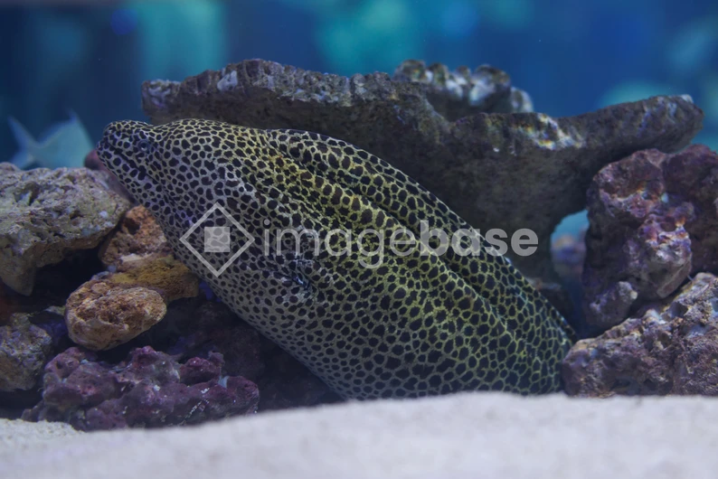 Spotted Moray Eel in Aquarium