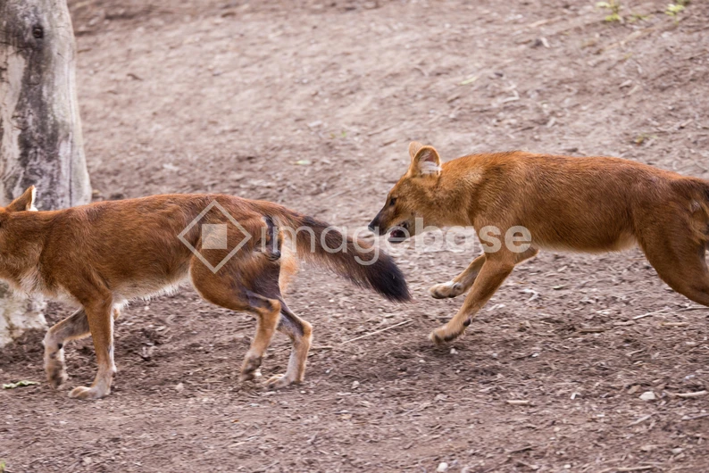 Wild Dogs in Motion