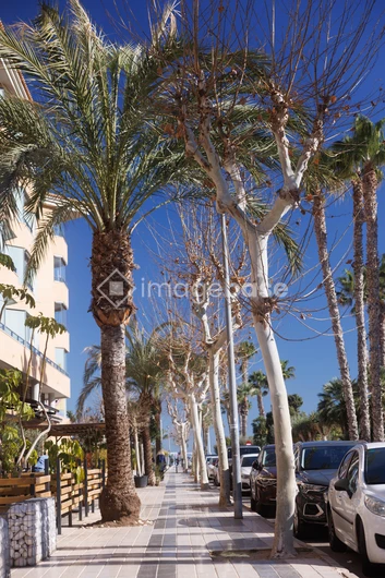 Palm Tree Lined Street