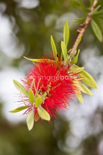 Vibrant Red Flower
