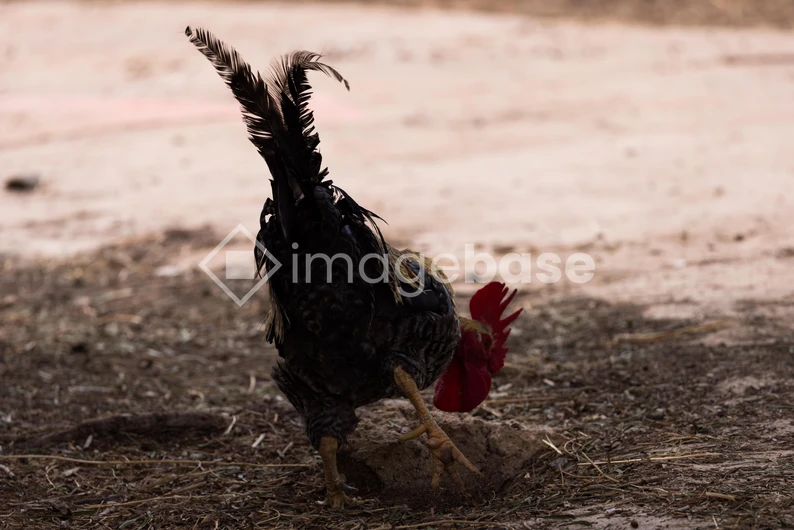 Rooster on the Ground