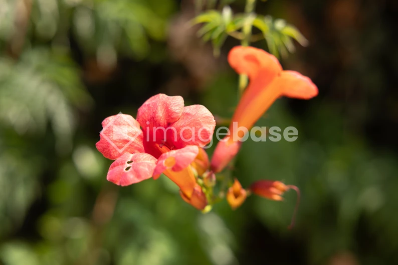 Vibrant Red Flowers