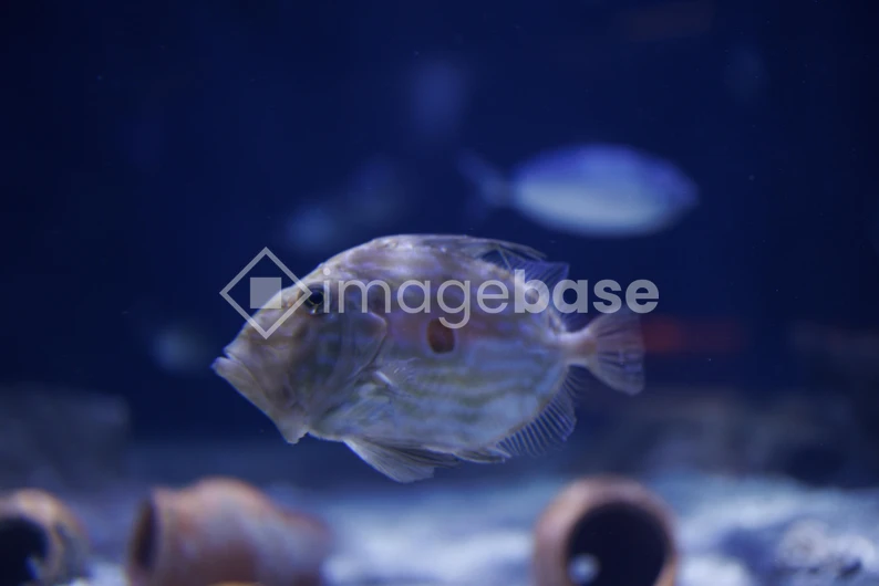 Underwater Aquarium Scene