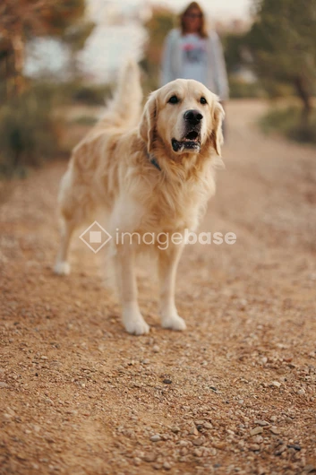 Golden Retriever on a Path
