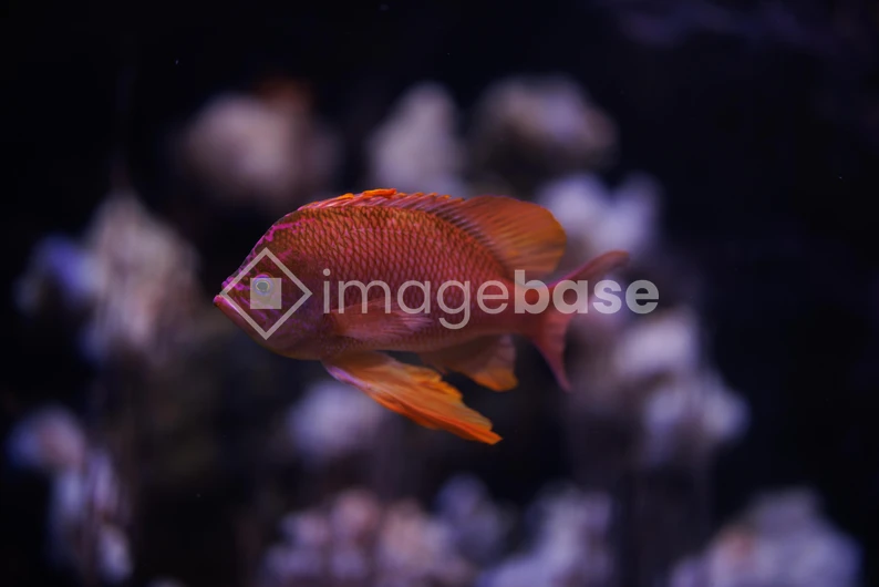 Underwater Beauty