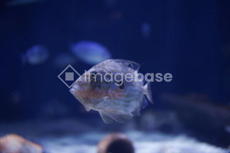 Close-Up of a Fish in Aquarium