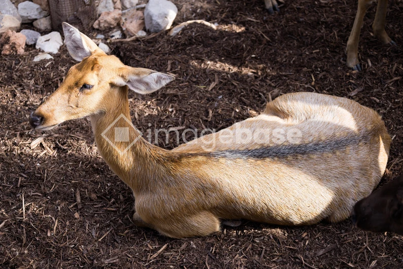 Resting Deer in Natural Habitat