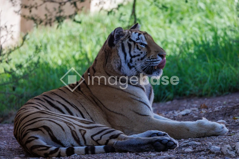 Resting Tiger in the Wild