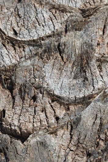 Textured Tree Bark