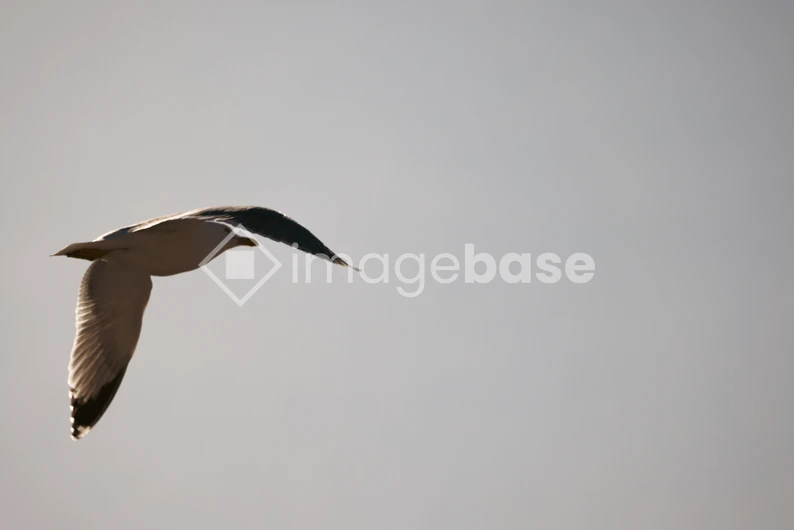 Soaring Seagull