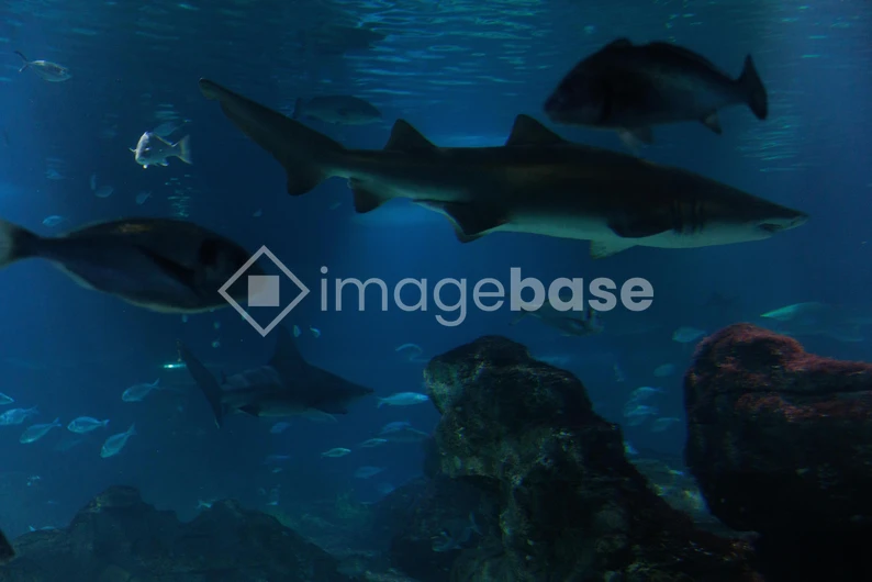 Shark and Sea Life