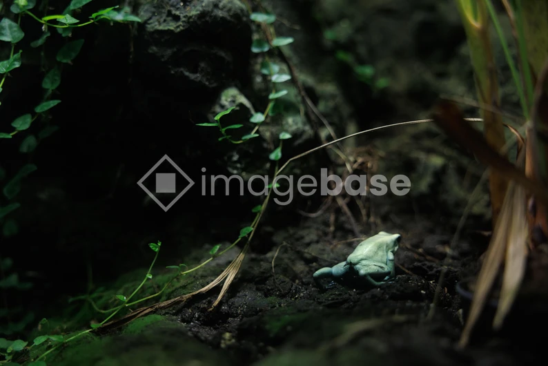 Frog in the Forest