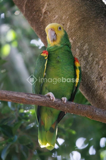 Vibrant Parrot in Nature