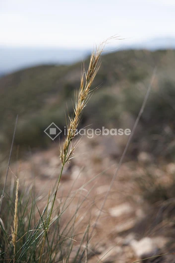 Nature's Simplicity