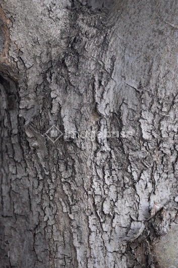 Close-up of Tree Bark