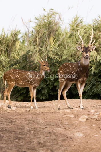 Spotted Deer in Natural Habitat