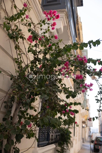 Bougainvillea on a City Street