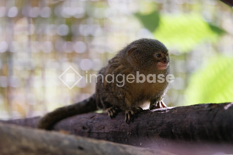 Pygmy Marmoset on a Branch