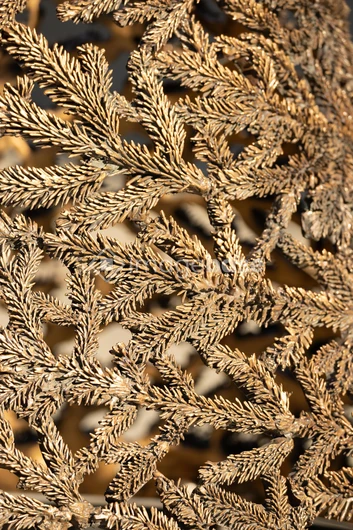 Intricate Leaf Texture