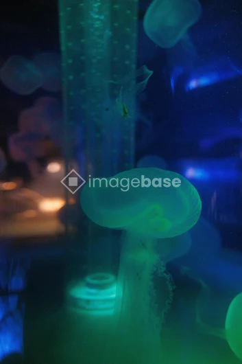 Ethereal Jellyfish Glow