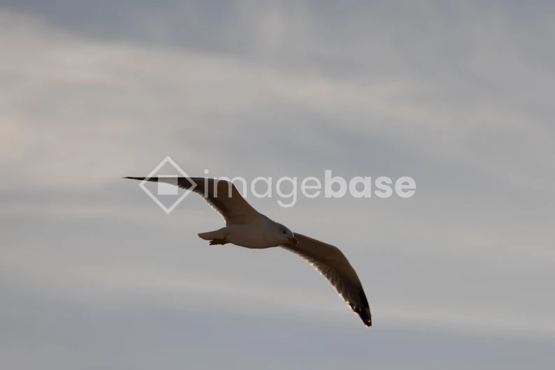 Seagull in Flight