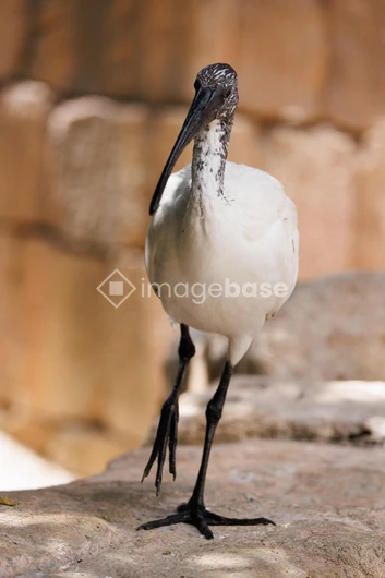Bird on a Stone Surface