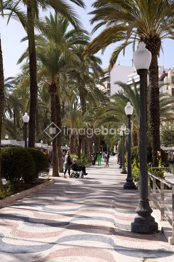 Palm-Lined Promenade