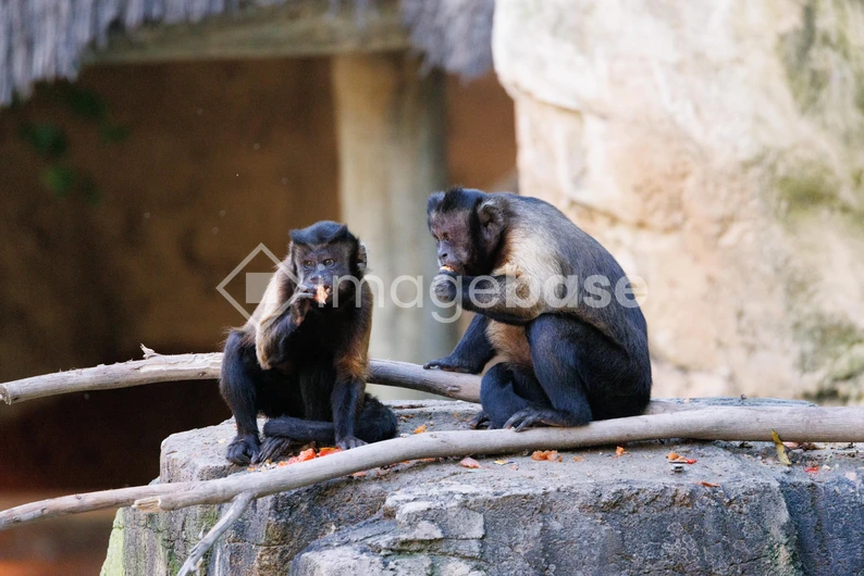 Monkeys Eating on a Stone Platform