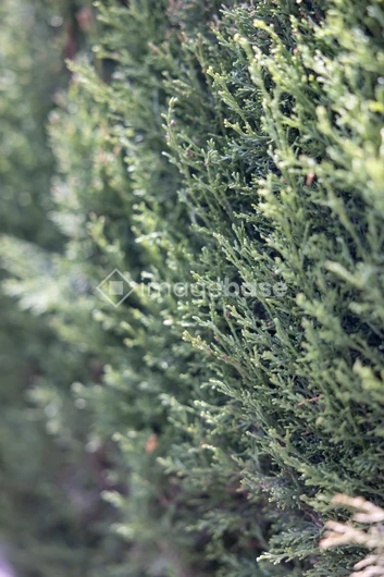 Close-up of Evergreen Foliage