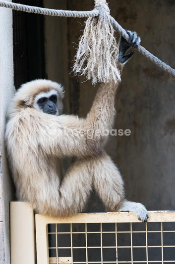 Gibbon in Enclosure