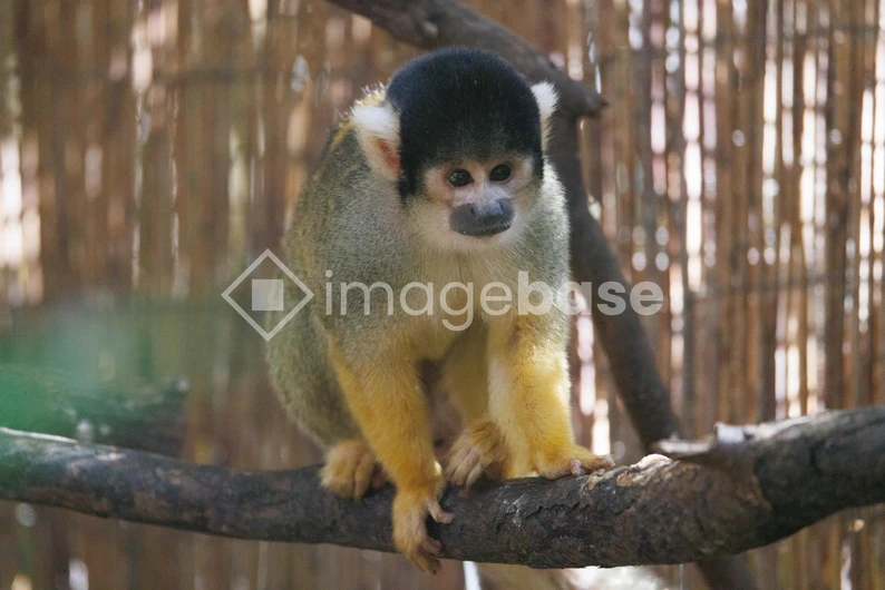 Squirrel Monkey on Branch