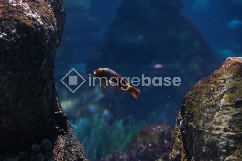 Underwater Serenity