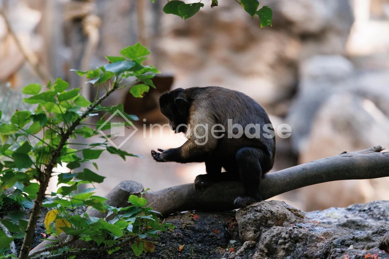 Monkey in Natural Habitat