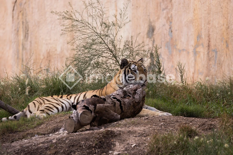 Resting Tiger in Grass