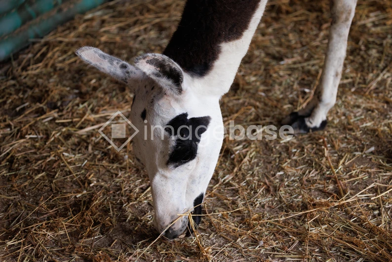 Grazing Animal in Barn