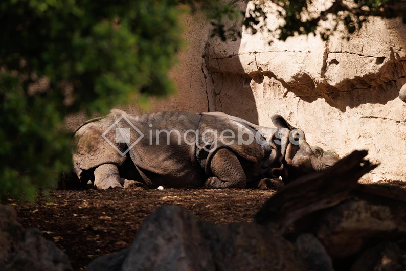 Resting Rhino in Nature