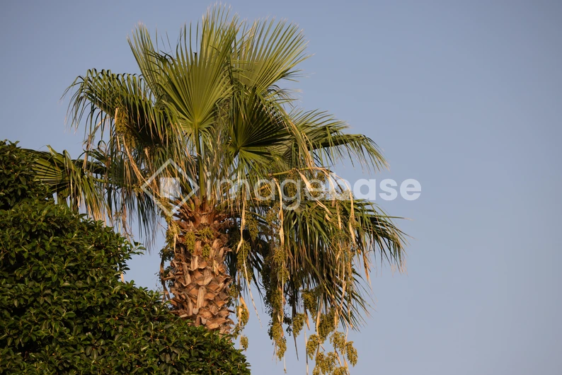 Palm Tree Against the Sky
