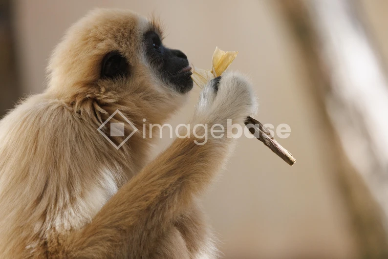 Primate Eating in Habitat