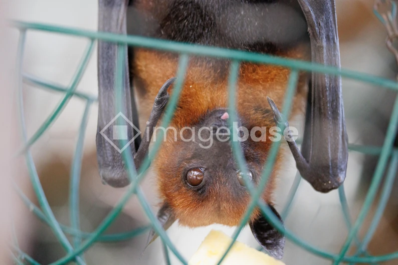 Hanging Bat in a Cage