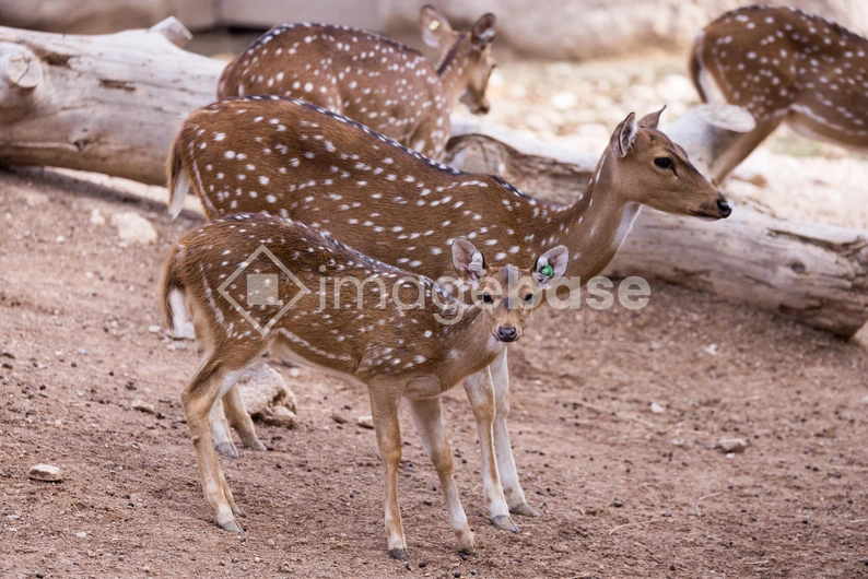 Spotted Deer in Natural Habitat