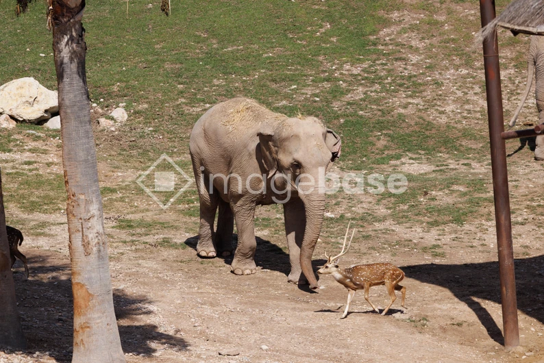 Elephant and Deer Encounter
