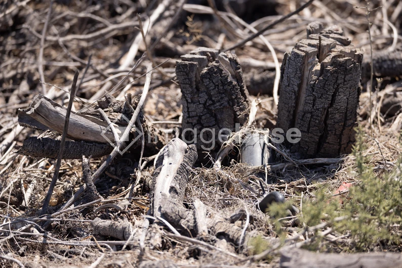 Nature's Textured Terrain