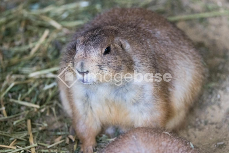 Close-up of a Prairie Dog