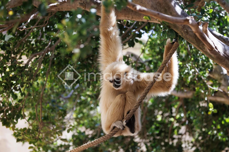 Gibbon in the Forest