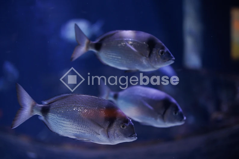 Underwater Fish