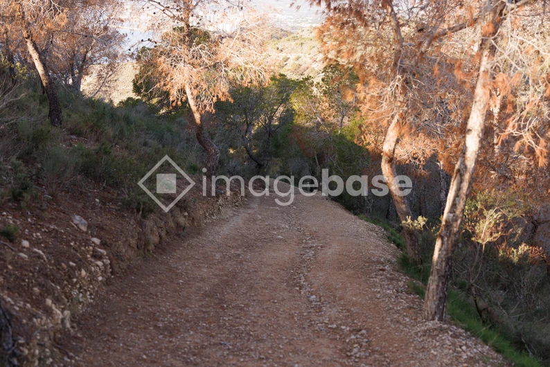 Serene Forest Pathway